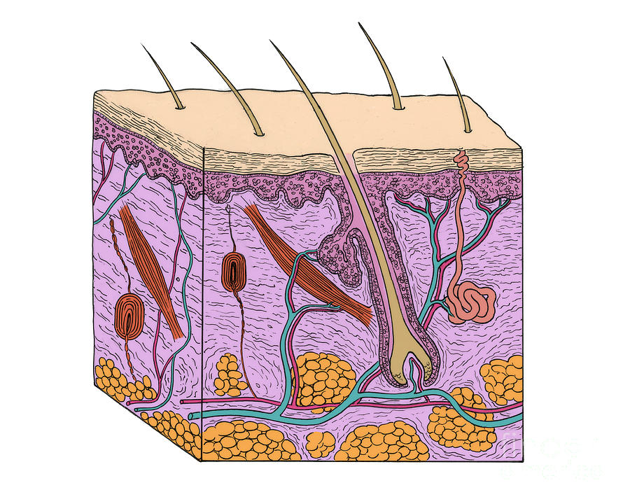 Illustration Of Skin Section Photograph by Science Source - Fine Art ...