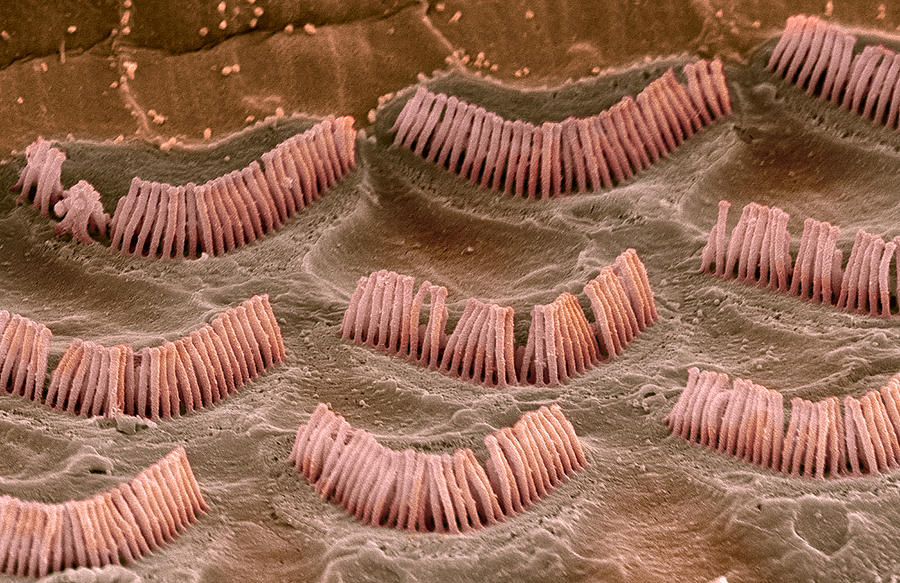 Inner Ear Hair Cells, Sem #12 Photograph by Steve Gschmeissner