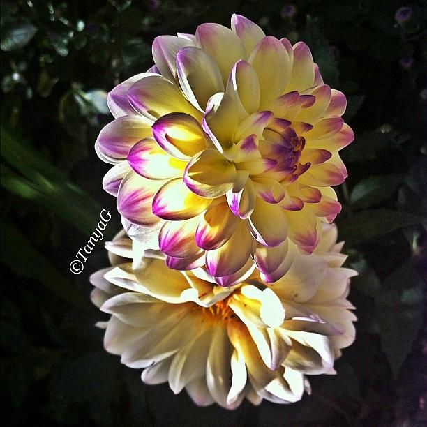 Flowers Still Life Photograph - #insta #instahub #instagramhub #12 by Tetyana Gobenko