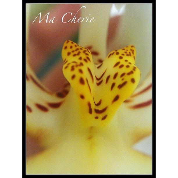 Orchid Photograph - #instadaily #iphonesia #iphoneography #12 by Sherri Galvan