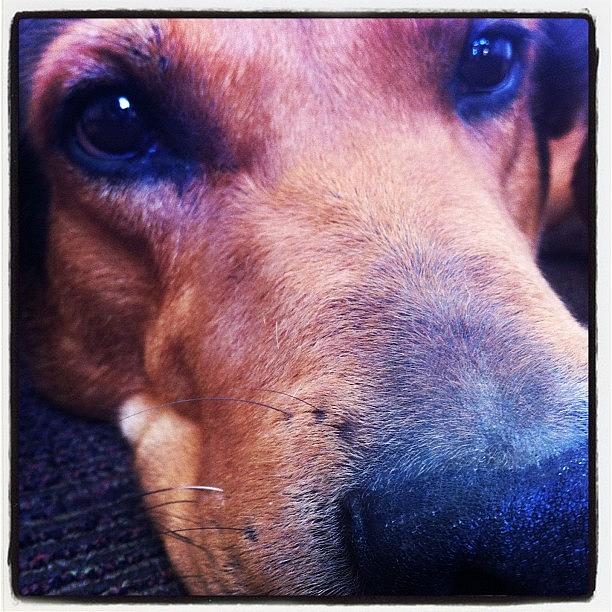 Dog Photograph - #instagramhub #instacool #instapopular #12 by Maya Steinberg
