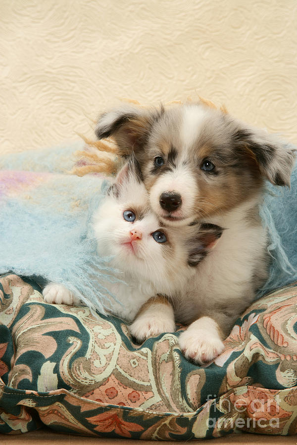 Kitten And Pup #12 Photograph by Jane Burton