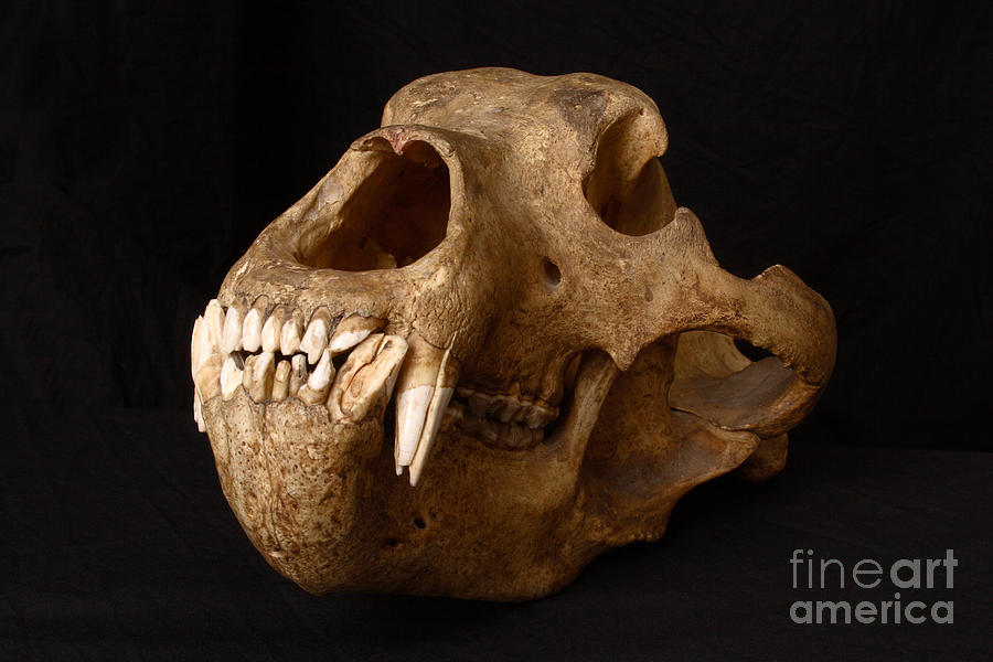 Kodiak Bear Skull #12  by Ted Kinsman