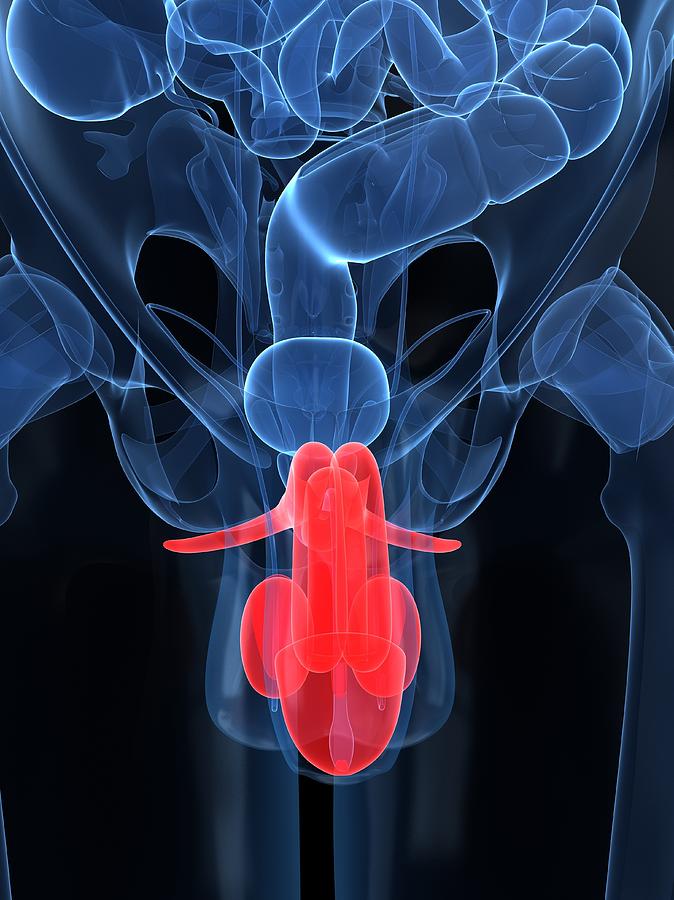 Male Reproductive System, Artwork #12 Digital Art by Sciepro