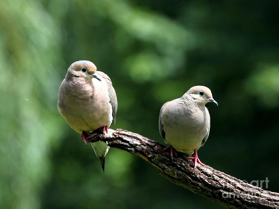 Mourning Dove #12 Photograph by Jack R Brock