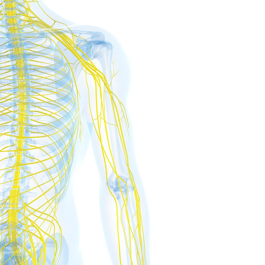 Nervous System, Artwork #12 Digital Art by Sciepro