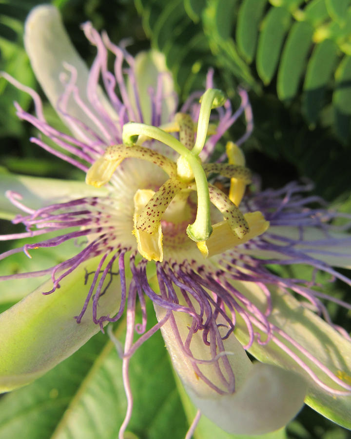 Passion Flower #12 Photograph by Michele Caporaso