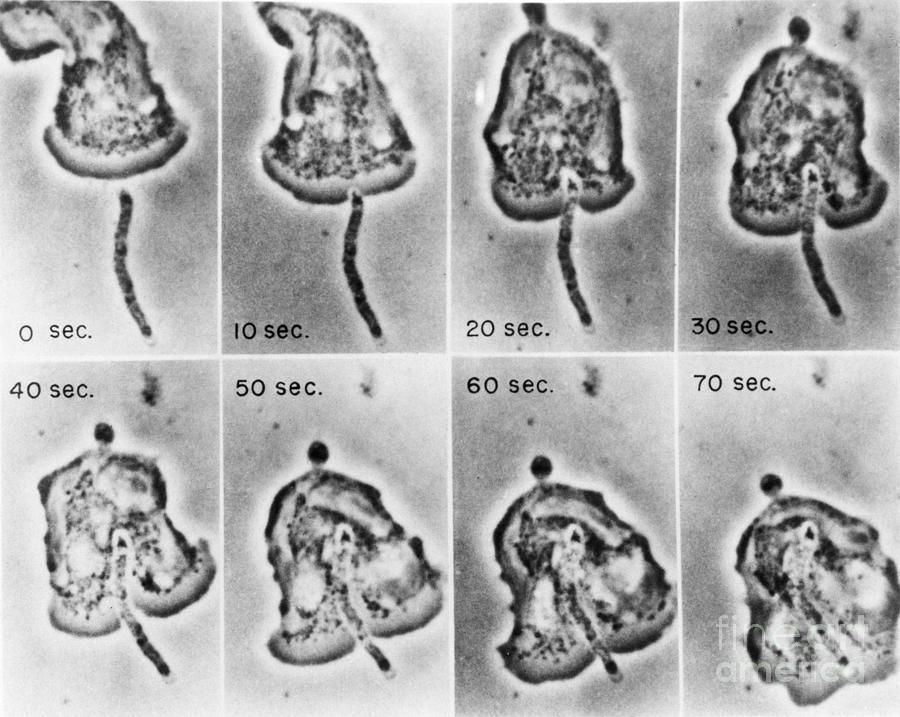 Micrograph Photograph - Phagocytosis #12 by Omikron