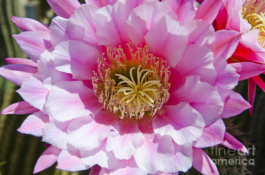 Pink cactus flower #12 Photograph by Jim And Emily Bush
