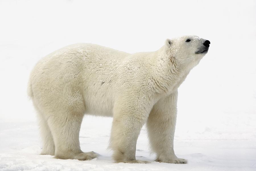 Nature Photograph - Polar Bear #12 by Richard Wear