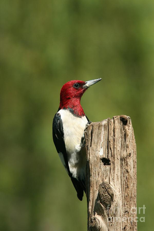 Red-headed Woodpecker #12 Photograph by Jack R Brock