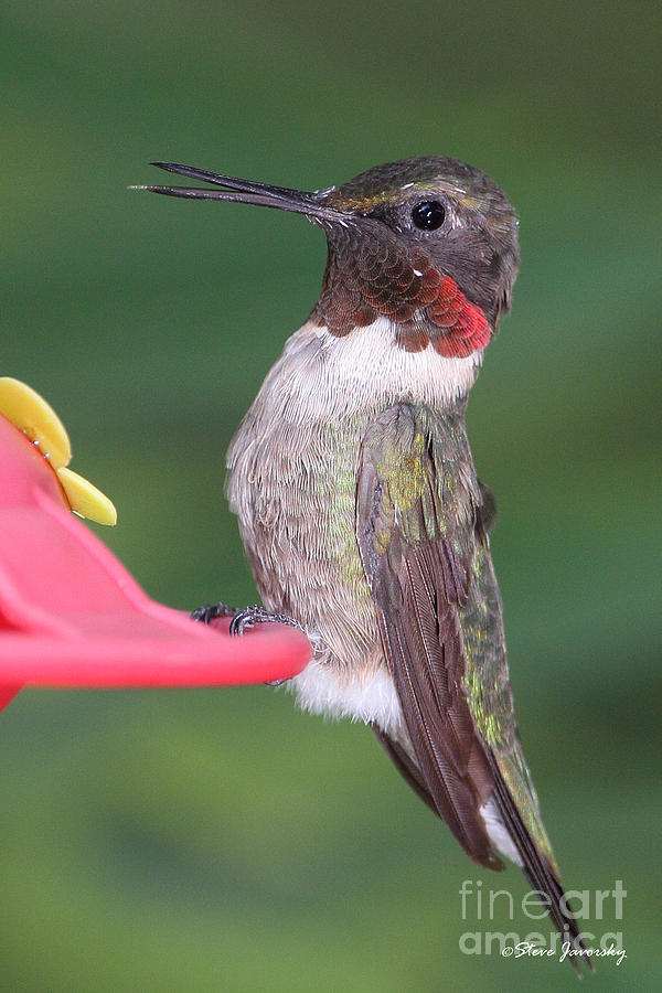 Ruby Throated Hummingbird #12 Photograph by Steve Javorsky