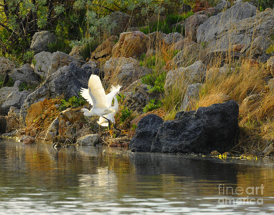 Snowy Egret #13 Photograph by Dennis Hammer