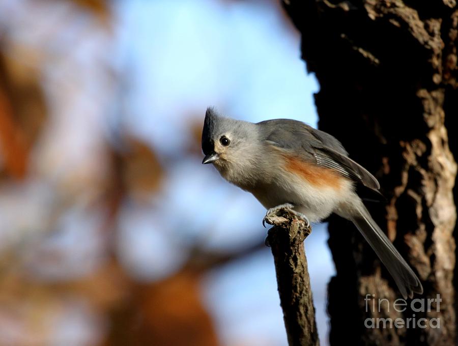 Tufted Titmouse #12 Photograph by Jack R Brock