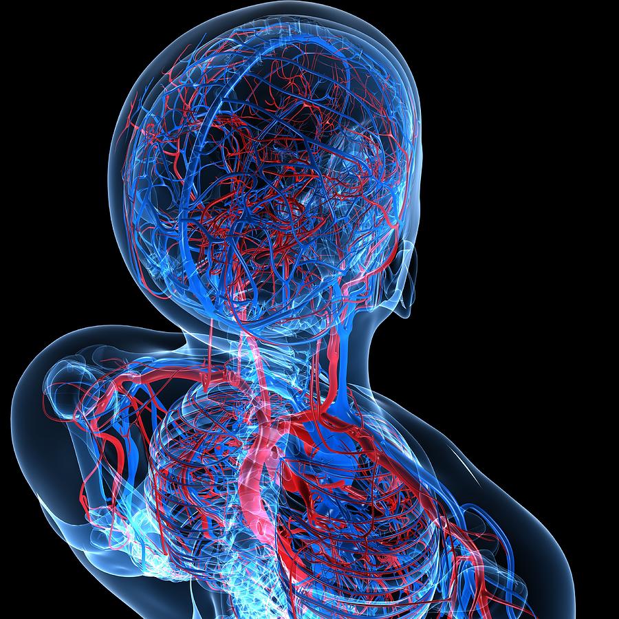 Vascular System, Artwork #12 Digital Art by Sciepro