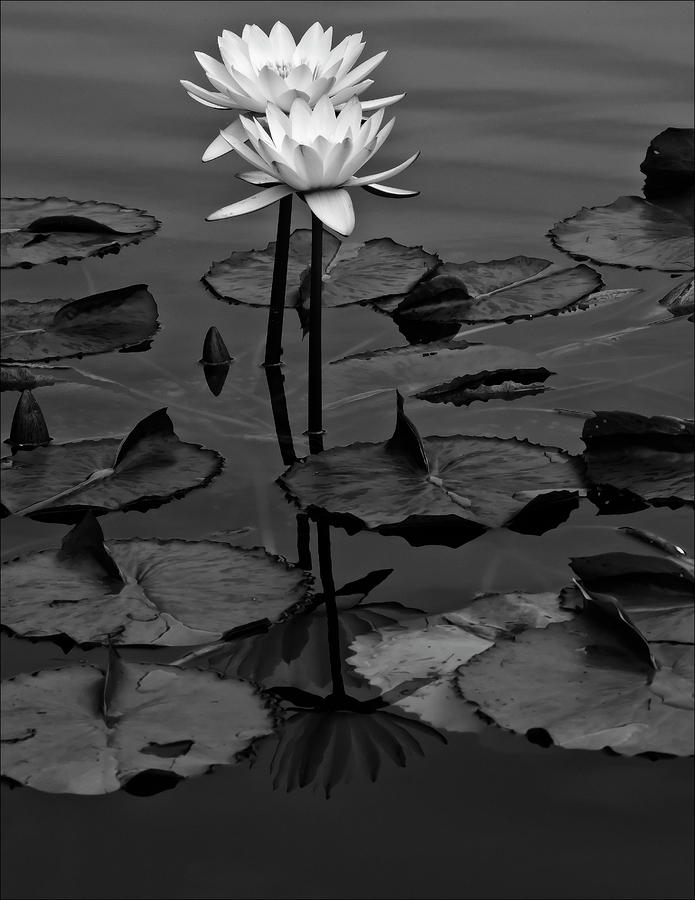 Flower Photograph - Water Lily #12 by Robert Ullmann