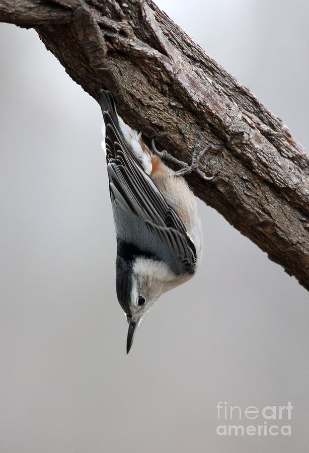 White-breasted Nuthatch #12 Photograph by Jack R Brock