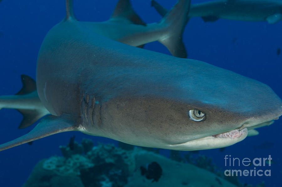 Fish Photograph - Whitetip Reef Shark, Kimbe Bay, Papua #12 by Steve Jones