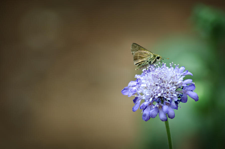 1205-8785 Skipper on a Butterfly Blue Pincushion Flower Photograph by Randy Forrester