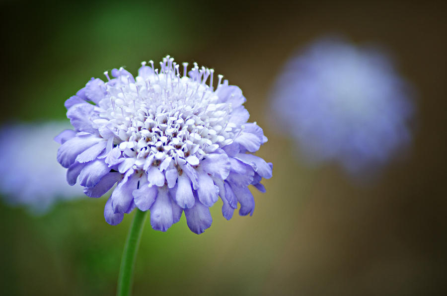 1205-8794 Butterfly Blue Pincushion Flower Photograph by Randy Forrester