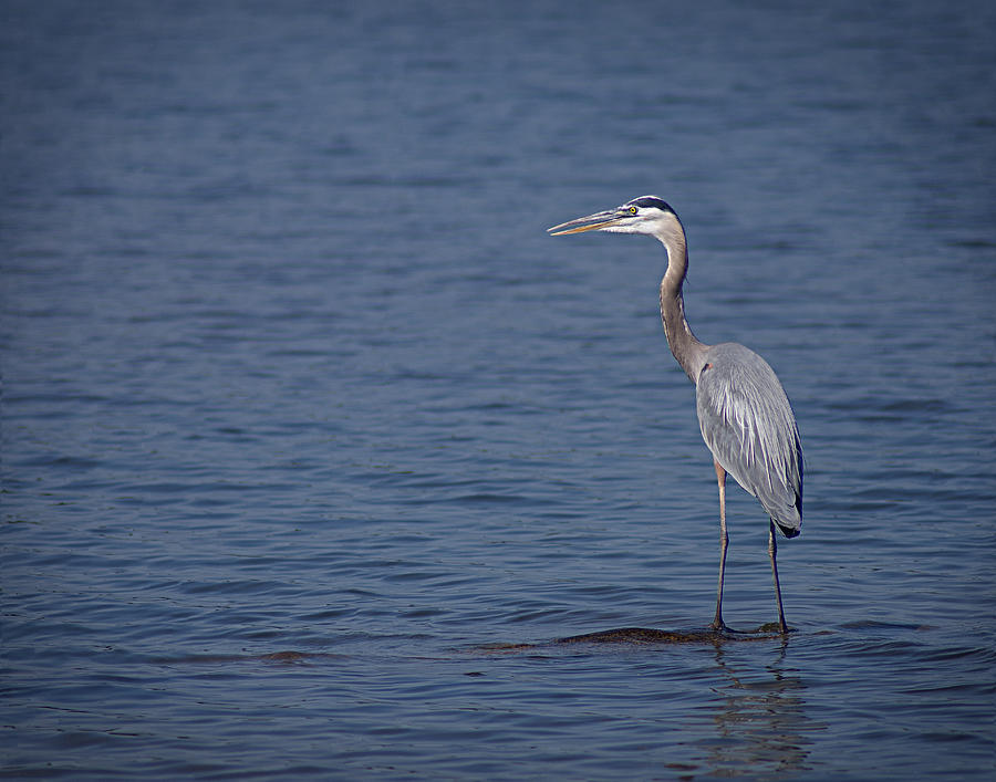 Bird Photograph - 1206-9280 Great Blue Heron 1 by Randy Forrester