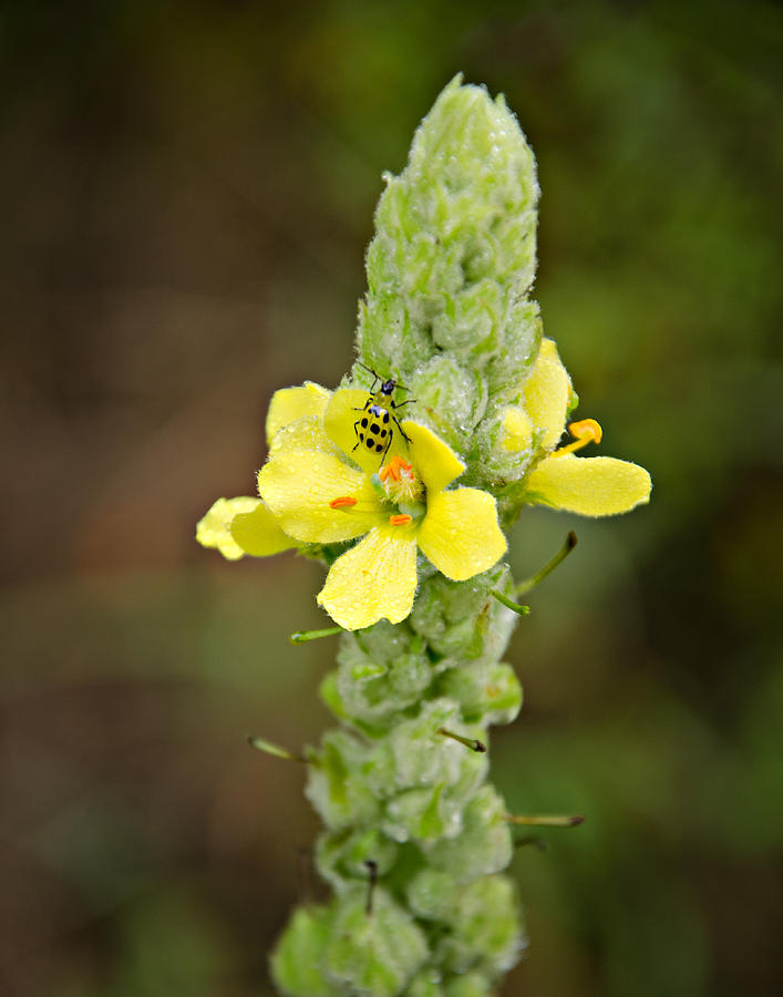 1209-1169 - Mullein Plant and Spotted Cucumber Beetle Photograph by Randy Forrester