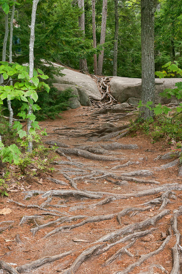 12711 Root Pathway Photograph by John Prichard