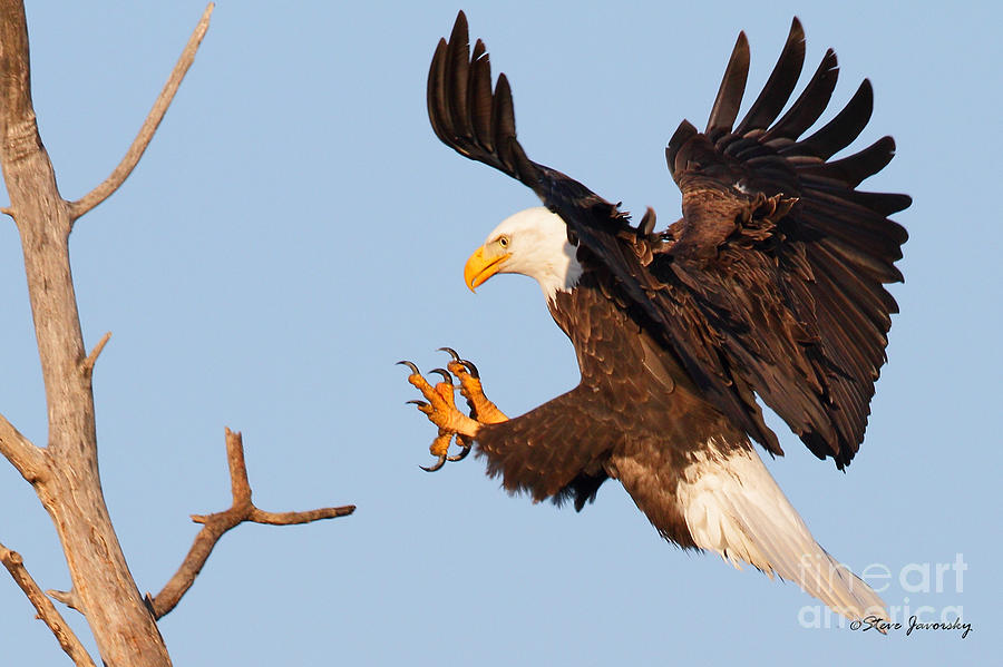 Bald Eagle #128 Photograph by Steve Javorsky