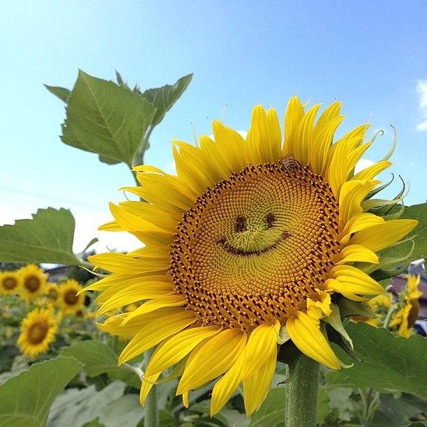 Sunflower Photograph - にこにこヒマワリ♡ #13 by Satsuki Nakazawa