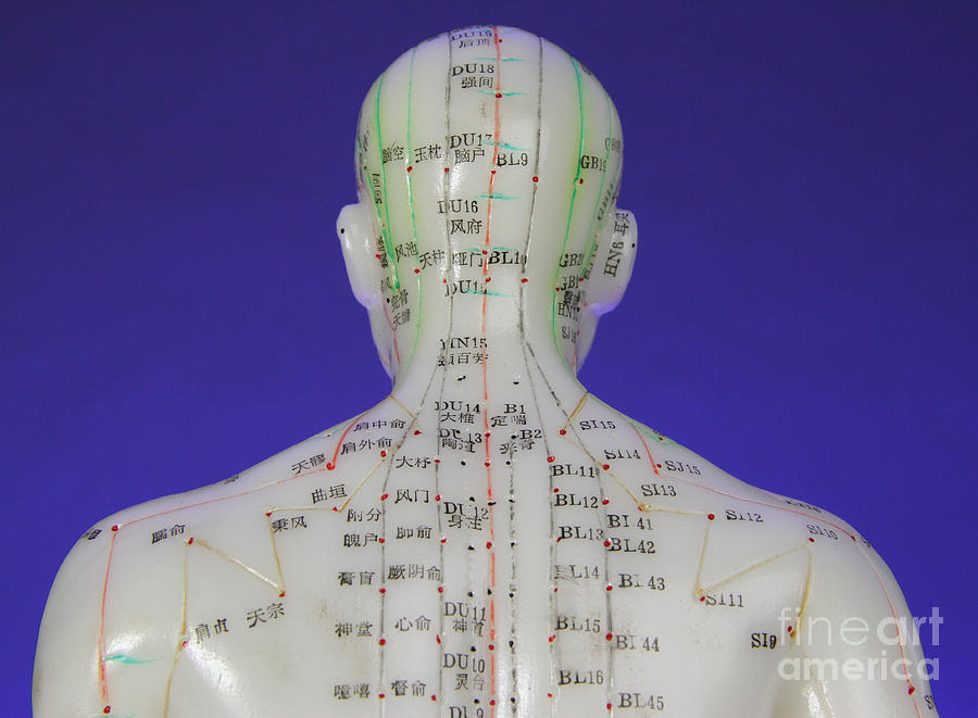 Doll Photograph - Acupuncture Model #13 by Photo Researchers, Inc.