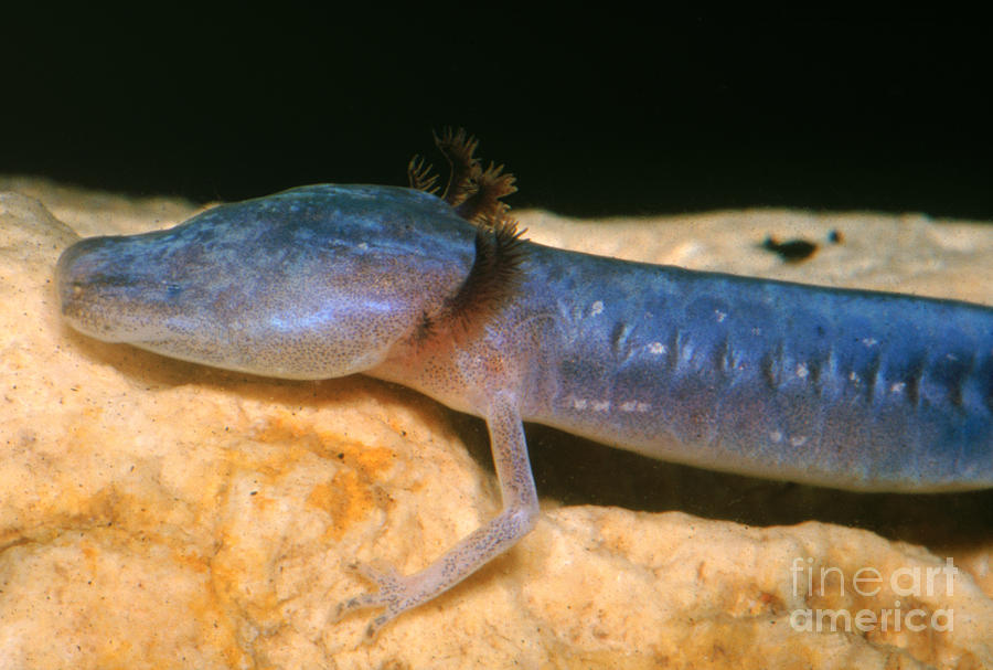 Austin Blind Salamander #13 Photograph by Dante Fenolio