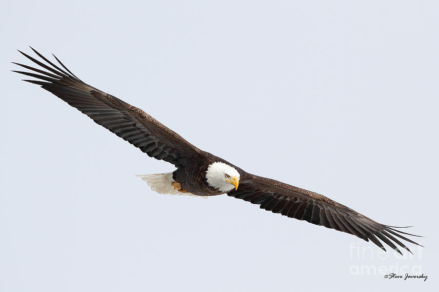 Bald Eagle #13 Photograph by Steve Javorsky
