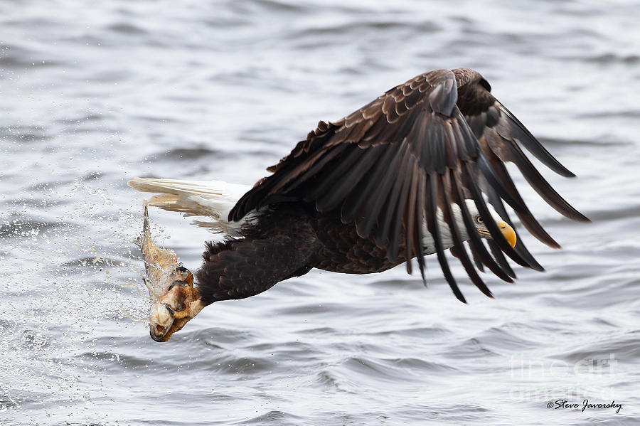 Bald Eagle with Fish #13 Photograph by Steve Javorsky