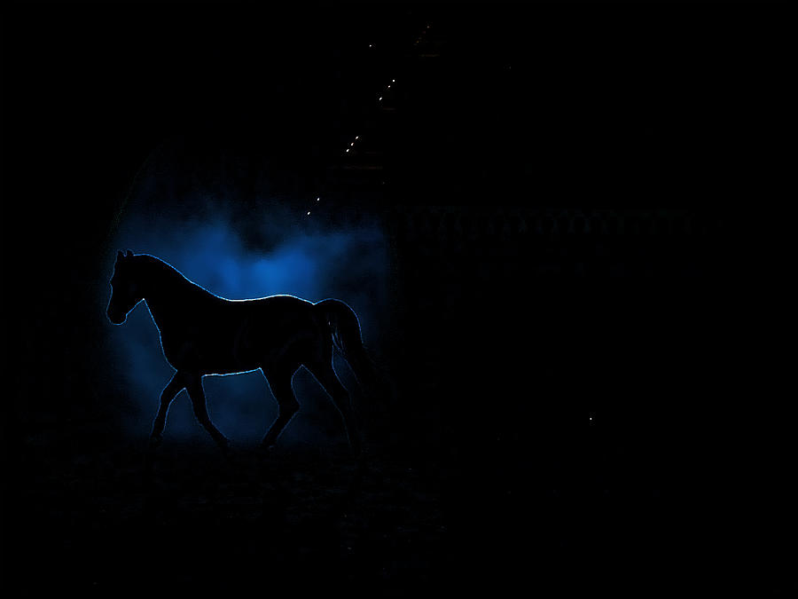 Horse Photograph - Black Stallion #2 by Dulce Levitz
