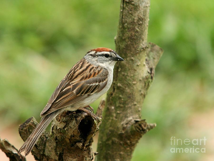 Chipping Sparrow #13 Photograph by Jack R Brock
