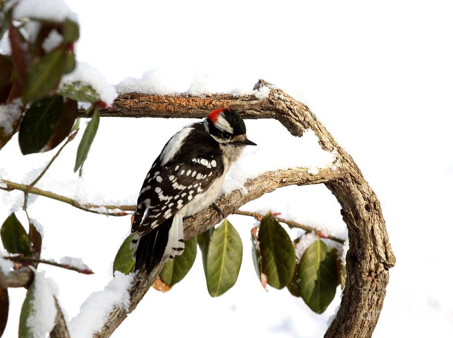 Downy Woodpecker #13 Photograph by Jack R Brock