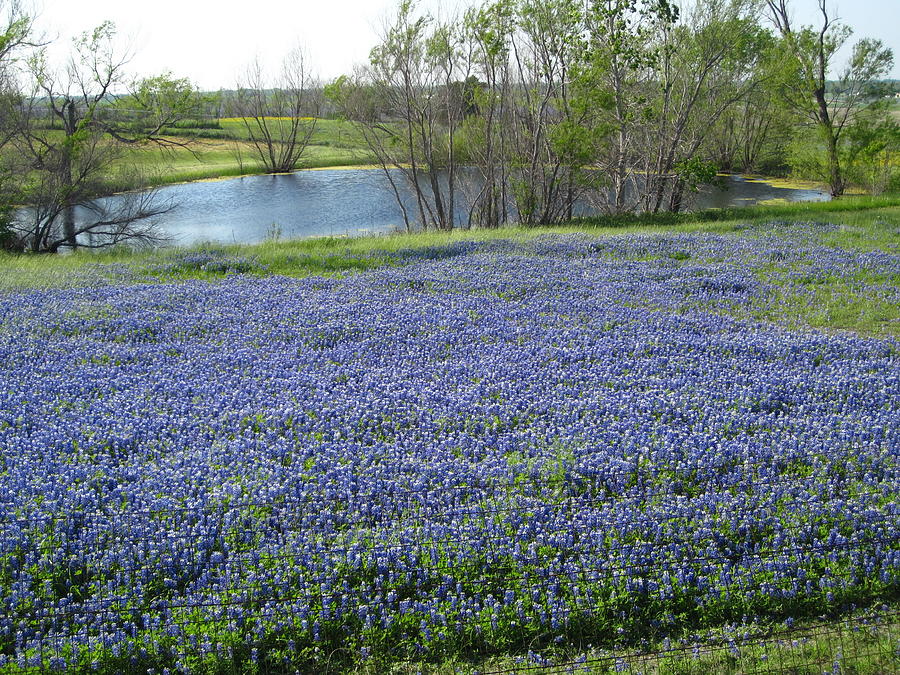 Ennis Tx Bluebonnet Trails Photograph by Mike Witte