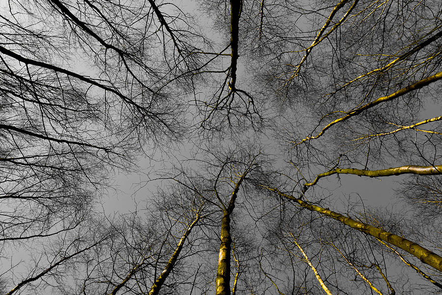 Epping Forest trees Photograph by David Pyatt Fine Art America