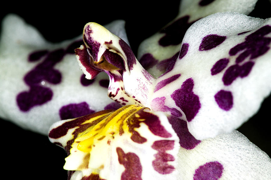 Exotic Orchid Flower #13 Photograph by C Ribet