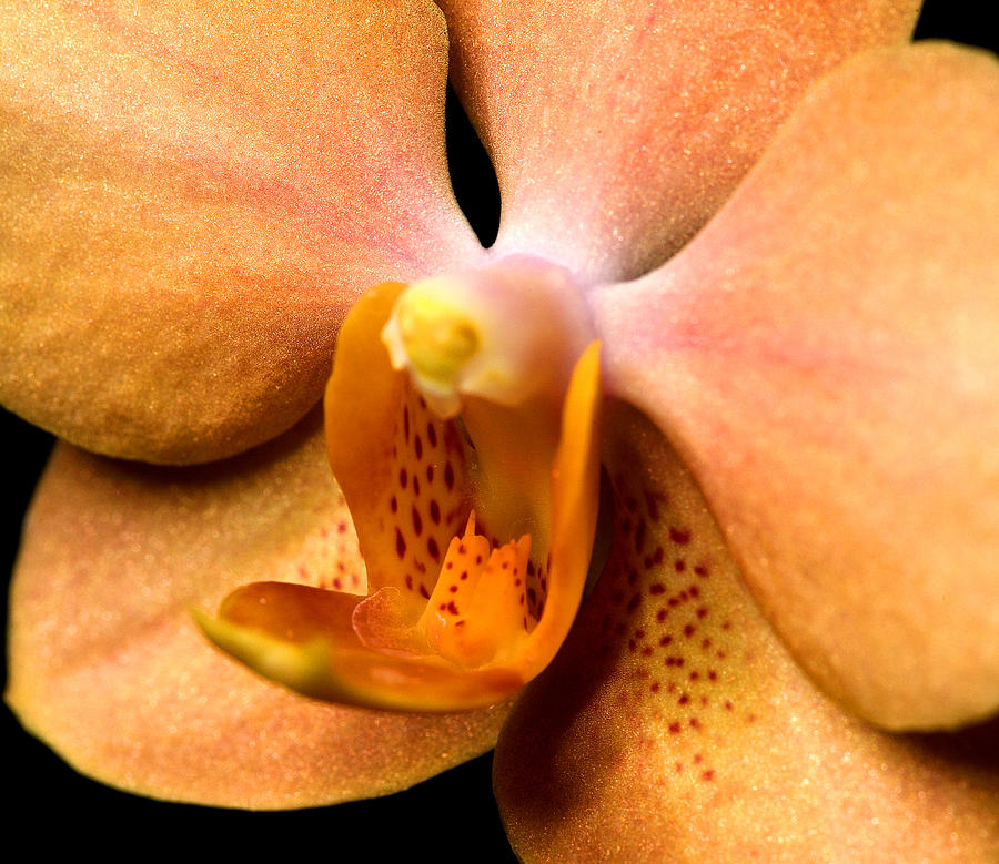 Exotic Orchids of C Ribet #13 Photograph by C Ribet