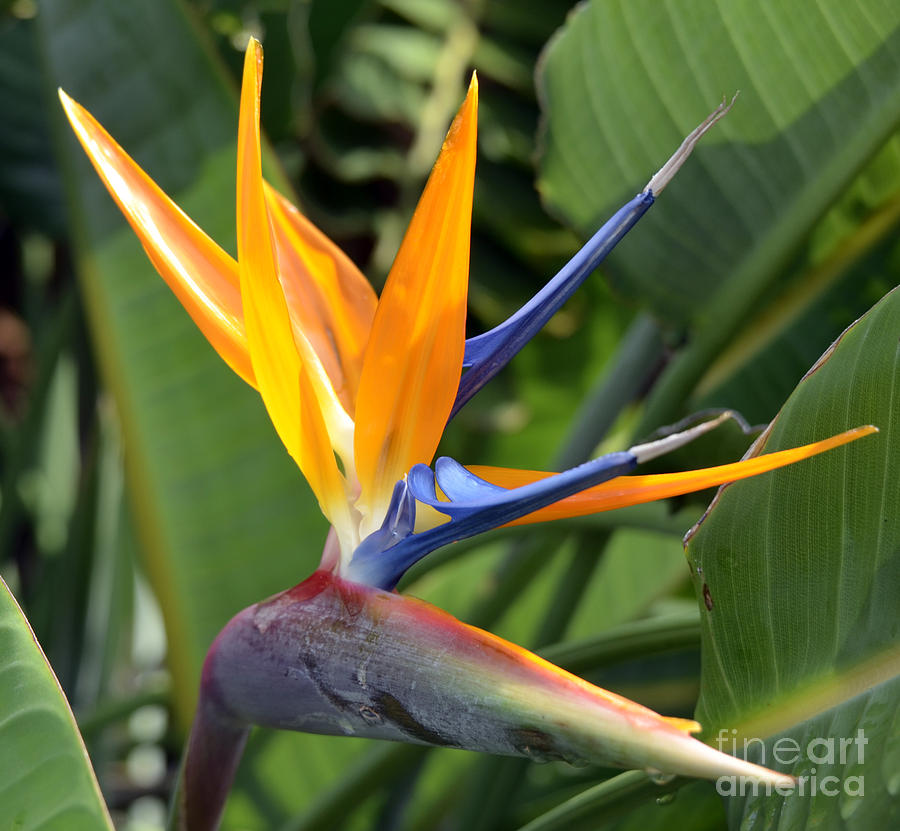 Flowers of the Forest Series Photograph by Terry Troupe - Fine Art America