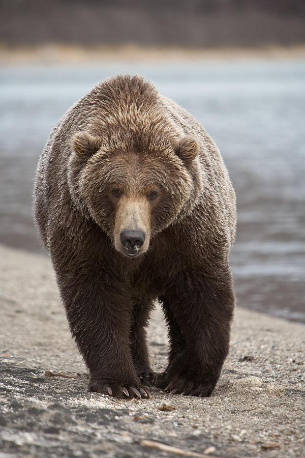 Grizzly Bear Ursus Arctos Horribilis by Matthias Breiter