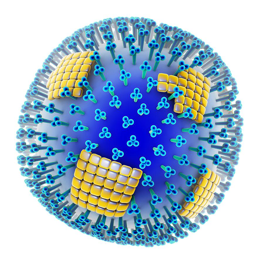 h1n1 influenza virus