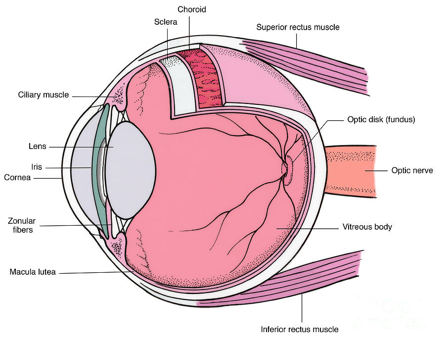Illustration Of Eye Anatomy #13 Photograph by Science Source