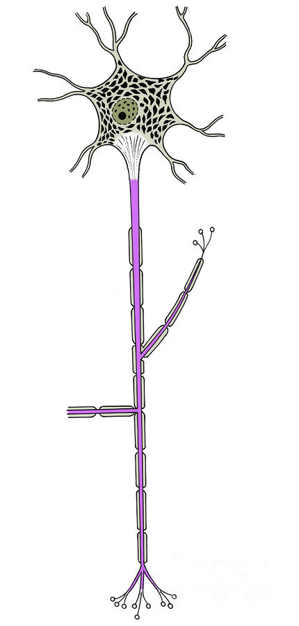 Illustration Of Motor Neuron #13 Photograph by Science Source