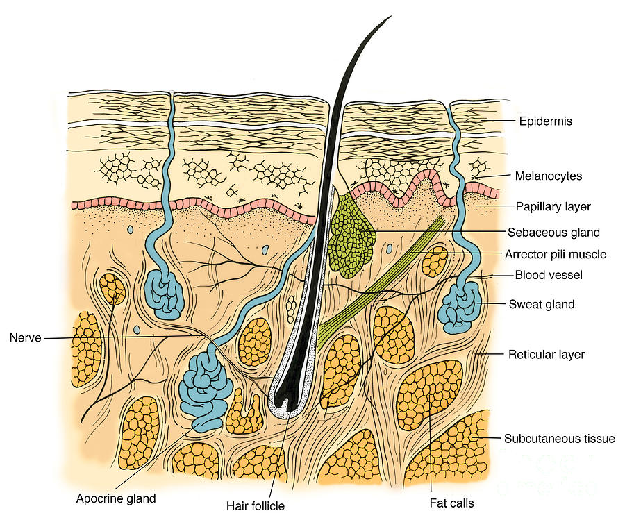 Illustration Of Skin Section #13 Photograph by Science Source