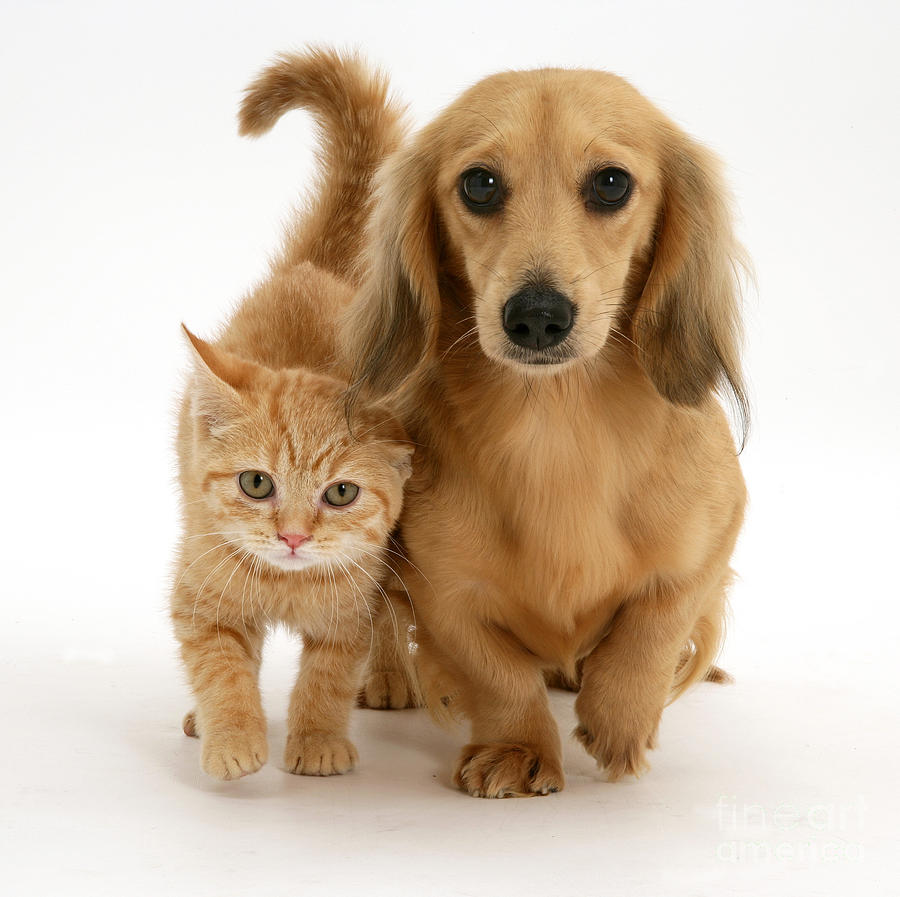 List 101+ Images pictures of puppies and kittens Excellent