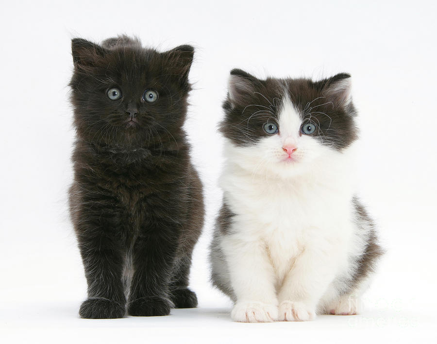 Black And White Photograph - Kittens #13 by Mark Taylor
