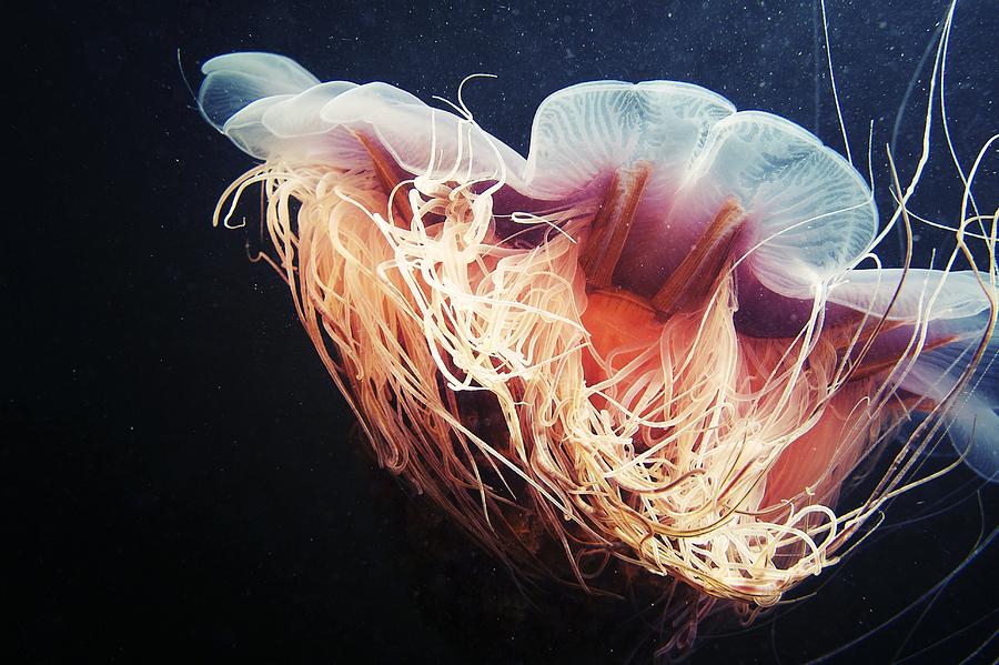 Animal Photograph - Lions Mane Jellyfish #13 by Alexander Semenov