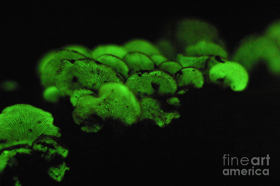 Luminescent Mushroom Panellus Stipticus #13 Photograph by Ted Kinsman
